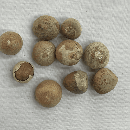 Pack of 10 whole beetle Nuts